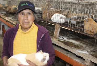 En el departamento de Nariño, el manejo y cuidado de los cuyes está a cargo, en su gran mayoría, por mujeres. Foto: Cortesía Ganadería, ganadería colombia, noticias ganaderas, noticias ganaderas colombia, CONtexto ganadero, Consumo de carne, cuyes, consumo de carne cuyes, consumo de carne cuyes en Colombia, consumo carne de cuy nariño, cuyes en Nariño, crianza cuyes, crianza cuyes en Nariño, ciranza cuyes en Colombia, productividad de cuyes, productividad de cuyes Colombia, consumo de cuyes, consumo de cuyes colombia, nacimiento de cuyes, manejo de cuyes, manejo de cuyes Colombia