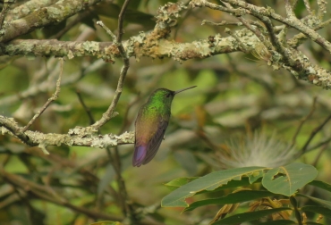 El confinamiento ha permitido que la naturaleza tome un respiro y las especies aparezcan en lugares inesperados. Foto: Gobernación de Boyacá. Ganadería, ganadería colombia, noticias ganaderas, noticias ganaderas colombia, CONtexto ganadero, flora, fauna, protección de la flora y fauna, flora y fauna durante el confinamiento, protección de las especies, cuidado especies, COVID-19, aparición especies confinamiento