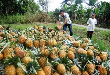 Es el caso de la piña que produce el Meta, la cual estará presente en las góndolas de Makro. Foto: SENA. Ganadería, ganadería colombia, noticias ganaderas, noticias ganaderas colombia, CONtexto ganadero, Meta, agro meta, agricultura del meta, Usaid, usaid meta, intermediarios, intermediarios meta