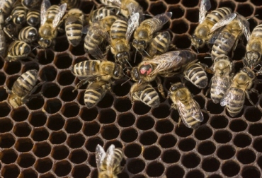 Al celebrar el Día Mundial de las Abejas se hizo un llamado para cuidar y preservar esta especie por toda la importancia que tiene en la agricultura y la seguridad alimentaria. Foto: freepik.es/freepik abejas, protección, polinización, Medio Ambiente, reforestación, ONU, FAO, flores, asocolflores, Alimentos, peligro de extinción, plaguicidas, Cambio climático, cultivos, Ganadería, ganadería colombia, noticias ganaderas colombia, CONtexto ganadero