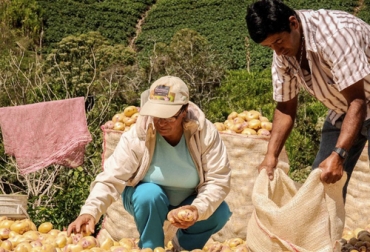 Los productores de papa registran con preocupación el aumento en las importaciones del tubérculo generando una grave competencia para el producto nacional. Foto: minagricultura.gov.co papa, Fedepapa, Dumping, importaciones, Bélgica, calidad, precios, protección, consumo, primero lo nacional, siembras, abastecimiento, comercialización, centro de acopio, Corabastos, Trazabilidad, Ganadería, ganadería colombia, noticias ganaderas colombia, CONtexto ganadero