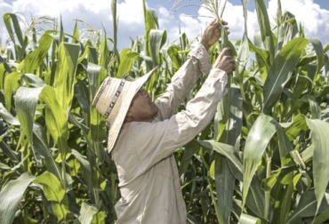 Ante la caída en los precios internacionales del maíz, el gobierno decidió ofrecer una cobertura cambiaria a los productores del cereal para protegerse de esas fluctuaciones. Foto: elpais.com.co maíz, cobertura, Minagricultura, financiación, precios, tasa de cambio, mercados, maíz blanco, maíz amarillo, incentivo, opciones, pérdidas, revaluación, Ganadería, ganadería colombia, noticias ganaderas colombia, CONtexto ganadero