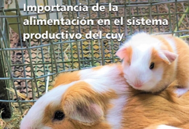 Investigadores de Agrosavia han venido trabajando en el proceso de nutrición de cuyes, para que así el mundo conozca más acerca de estos animales. Foto: Cortesía Ganadería, ganadería colombia, noticias ganaderas, noticias ganaderas colombia, CONtexto ganadero, cuyes, nutrición de los cuyes, nutrición de los cuyes en Colombia, nutrición de los cuyes en Nariño, manejo de cuyes, manejo de cuyes Colombia, forrajes para cuyes, ingesta de forrajes para cuyes, ingesta de forrajes para cuyes en colombia, Agrosavia, ganaderos, ganaderos colombia