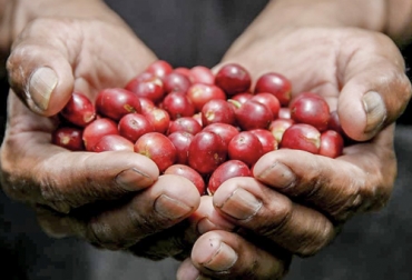 En el Día Nacional del Café se destaca el papel que cumple este producto en la economía nacional siendo el 12 % del PIB agropecuario y el principal renglón de exportación. Foto: facebook.com/fedecafeteros Café, Federación Nacional de Cafeteros, Juan Valdez, café Buendía, Día nacional del café, consumo, PIB, recolectores de café, Producción, cosecha, beneficio, Ganadería, ganadería colombia, noticias ganaderas colombia, CONtexto ganadero