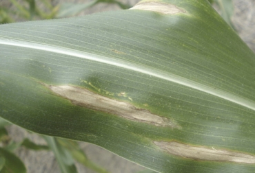 El maíz es afectado por tres enfermedades producidas por bacterias y entre esas está la Marchitez de Stewart. Foto: agrojornada.com.py Ganadería, ganadería colombia, noticias ganaderas, noticias ganaderas colombia, CONtexto ganadero, enfermedades maíz, maíz, enfermedades maíz por bacterias, bacterias que afectan el maíz, pudrición del tallo en maíz, marchitez de Swtewart, afectaciones al maíz, producción de maíz, maíz en colombia, producción maíz en colombia, productores maíz, agricultores Colombia, agricultores, ganaderos, ganaderos colombia