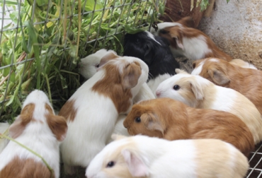 El cuy tiende a alimentarse de forrajes producidor en las fincas de Nariño, así lo reveló un estudio. Foto: googleusercontent.com Ganadería, ganadería colombia, noticias ganaderas, noticias ganaderas colombia, CONtexto ganadero, cuyes, nutrición de los cuyes, nutrición de los cuyes en Colombia, nutrición de los cuyes en Nariño, manejo de cuyes, manejo de cuyes Colombia, forrajes para cuyes, ingesta de forrajes para cuyes, ingesta de forrajes para cuyes en colombia, agrosavia, ganaderos, ganaderos colombia
