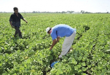 Con el cierre de exportaciones de algunos países y las dificultades de transporte, es el momento de impulsar la producción agropecuaria nacional, de acuerdo con lo expuesto por Asinfar Agro. Foto: ragonvalia-nortedesantander.gov.co producción agropecuaria, Seguridad Alimentaria, COVID-19, recuperación económica, Asinfar Agro, desaceleración, comercio mundial, eliminación de aranceles, subsidios, hoja de ruta, liberalización económica, Ganadería, ganadería colombia, noticias ganaderas colombia, CONtexto ganadero