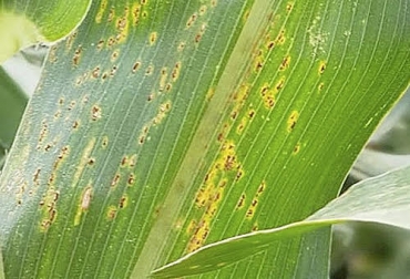 La roya es una enfermedad que se divide en tres: roya común, polysora y tropical. Foto: lavoz.com.ar - Grupo Río Seco Ganadería, ganadería colombia, noticias ganaderas, noticias ganaderas colombia, CONtexto ganadero, enfermedades, enfermedades del maíz, enfermedades siembra maíz, roya, roya enfermedad del maíz, tipos de roya, tipos de roya enfermedad del maíz, roya tropical, roya por polysora, hongo de la roya, ganaderos, ganaderos colombia