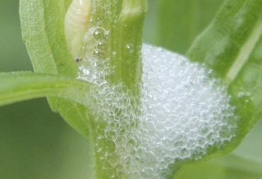 Esta plaga cuando se encuentra en su etapa de adulto, afecta gravemente la caña de azúcar. Foto: agrojornada.com.py Ganadería, ganadería colombia, noticias ganaderas, noticias ganaderas colombia, CONtexto ganadero, control, salivazo, control salivazo, plaga del salivazo, control quimico salivazo, control cultural salivazo, control biológico salivazo, salivazo en colombia, fincas con salivazo, ganaderos, ganaderos colombia