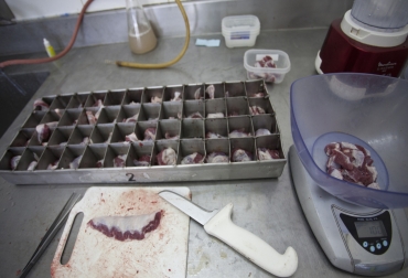 La enfermedad se presenta al consumir carne insuficientemente cocida o productos sin cocción, elaborados con carne de cerdo. Foto: Senasa. Ganadería, ganadería colombia, noticias ganaderas, noticias ganaderas colombia, CONtexto ganadero, triquinosis, triquinosis porcinos, enfermedades porcinas, causas triquinosis, Senasa, senasa argentina, cuidados triquinosis