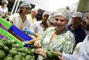 Próximamente el departamento tendrá una Planta Clasificadora de Aguacate y así darle más impulso a esta cadena productiva. Foto: Gobernación del Tolima. Ganadería, ganadería colombia, noticias ganaderas, noticias ganaderas colombia, CONtexto ganadero, aguacate hass, producción de aguacate hass, aguacate hass en tolima, Paltolima, Gobernación del Tolima, exportaciones de aguacate hass, colombia aguacate hass
