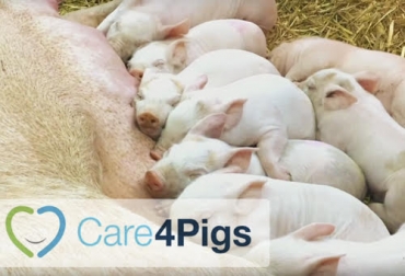 Hay plazo hasta el próximo 31 de julio para presentar una propuesta. Foto: Cortesía. ganadería, ganadería colombia, noticias ganaderas, noticias ganaderas colombia, contexto ganadero, bienestar animal cerdos, cerdos, cuidado cerdos, care4pigs, care4pigs bayer, convocatoria care4pigs, 30 mil euros, investigaciones en bienestar animal, proyectos bienestar animal porcinos, salud animal porcinos,