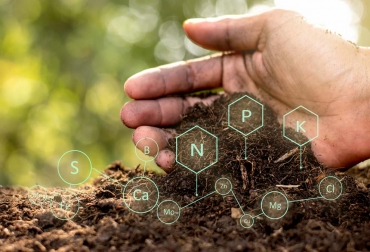 En el suelo los microorganismos utilizan lo que pueden aprovechar de ese carbono como fuente de energía y de materia para construir sus propias células. Foto: Gaceta UNAM. ganadería, ganadería colombia, noticias ganaderas, noticias ganaderas colombia, contexto ganadero, materia orgánica, suelo, composición materia orgánica, calidad de suelo, captura de carbono, gaceta unam, protección del suelo,