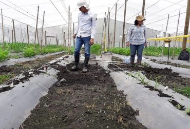 El estudio de necesidades hídricas se lleva a cabo en el Centro Internacional de Agricultura Tropical (CIAT). Foto: Jheisson Guerrero - Agencia de Noticias UN.