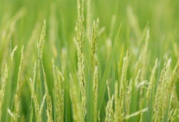 La preocupación radica en la caída desmedida del grano. Foto: Ministerio de Agricultura. Ganadería, ganadería colombia, noticias ganaderas, noticias ganaderas colombia, CONtexto ganadero, Arroz, arroz pady, precio arroz pady en sucre, precio del arroz, arroz sucre, Gobernación de Sucre, precio del arroz sucre