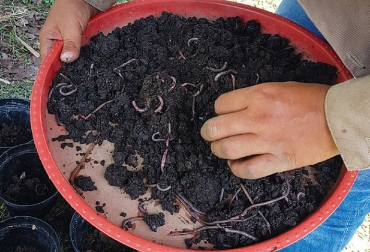 El método de fertilización bioorgánica (FBO) se puede trabajar con lombrices que se pueden producir en el mismo predio. Foto: Elena Vásquez - Unimedios Ganadería, ganadería colombia, noticias ganaderas, noticias ganaderas colombia, CONtexto ganadero, fertilización bioorgánica, fertilización bioorgánica en suelos, suelo, cuidado del suelo, agencia de noticias UN