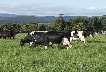 Los hongos micorrízicos arbusculares (HMA) contribuyen a la nutrición de los suelos y los pastos siendo un importante aporte a la nutrición animal. Foto: agenciadenoticias.unal.edu.co hongos micorrízicos arbusculares, pasturas, suelos, plantas, beneficios, nutrientes, fósforo, Agua, carbono, tolerancia, resistencia, Sequía, patógenos, Ganadería, ganadería colombia, noticias ganaderas colombia, CONtexto ganadero