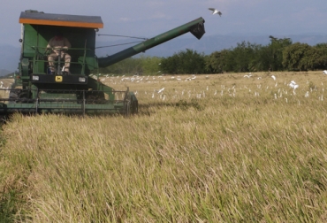 La producción total de arroz para 2020 será un poco más alta de la proyectada a inicios del año según Fedearroz. Foto: Amtec Federación Nacional de Arroceros, Arroz 2020, arroz segundo semestre 2020, cosecha de arroz segundo semestre 2020, Fedearroz, Fondo Nacional del Arroz, gerente general del gremio, Rafael Hernández Lozano, producción arrocera, Soluciones de resiliencia para el sector arrocero en Colombia, coronavirus, coronavirus Colombia, COVID-19, cuarentena, Ganadería, ganadería colombia, noticias ganaderas, noticias ganaderas colombia, CONtexto ganadero
