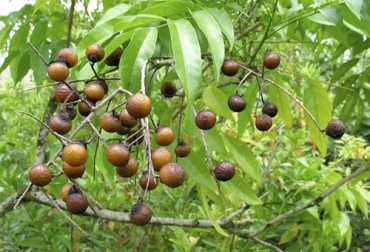 La viscosidad del jaboncillo permite que se fabriquen detergentes y pinturas. Foto: plantasyflores.pro Ganadería, ganadería colombia, noticias ganaderas, noticias ganaderas colombia, CONtexto ganadero, ganaderos, ganaderos colombia, jaboncillo, especie jaboncillo en colombia, siembra de jaboncillo en colombia, manejo de jaboncillo en colombia, potencial industrial jaboncillo en colombia