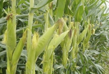 El maíz es un producto que se emplea tanto en humanos como en la alimentación bovina y de ahí la importancia del plan de productividad que se quiere desarrollar en la cadena. Foto: radiografiainformativa.com maíz, Minagricultura, UPRA, CYMMIT, productividad, Competitividad, sostenibilidad, ejes estructurales, Producción, bienestar, mercado, institucionalidad, Fenalce, CIAT, Ganadería, ganadería colombia, noticias ganaderas colombia, CONtexto ganadero
