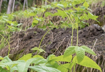 Con la siembra de fríjol, instituciones como Agrosavia y el Ciat trabajan a nivel internacional para enfrentar el cambio climático. Foto: blog.ciat.cgiar.org CIAT, Agrosavia, Colombia, Bolivia, Costa Rica, El Salvador, guatemala, honduras, nicaragua, Perú, República Dominicana, fríjol, KoLFACI, variedades, Sequía, biofortificación, Cambio climático, Ganadería, ganadería colombia, noticias ganaderas colombia, CONtexto ganadero