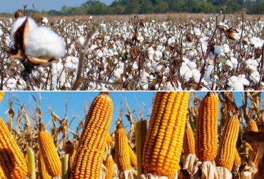 Los transgénicos han ayudado a los agricultores a producir más con menos recursos, de paso se ha reducido la huella ambiental del maíz y algodón. Foto: Foto: rionegro.com.ar / fundacion-antama.org. Ganadería, ganadería colombia, noticias ganaderas, noticias ganaderas colombia, CONtexto ganadero, GM Crops & Food, Graham Brookes, transgénicos, Alimentos, maíz, algodón, área, Agrobio, ICA, siembras, flores, Meta, Tolima, Valle, semillas, rendimiento, agricultores, Tecnología