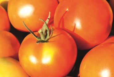 El insectiida desarrollado por BASF puede controlar plagas perforadoras en cultivos de tomate y fríjol. Foto: BASF Basf, Vinquo® DC, insecticidas, insecticidas Colombia, Fríjol y tomate, tomate y fríjol 2020, insecticidas menos dañinos, insecticidas amigables con medio ambiente, ayudas para agricultores, fríjol, tomate, coronavirus, coronavirus Colombia, COVID-19, cuarentena, Ganadería, ganadería colombia, noticias ganaderas, noticias ganaderas colombia, CONtexto ganadero