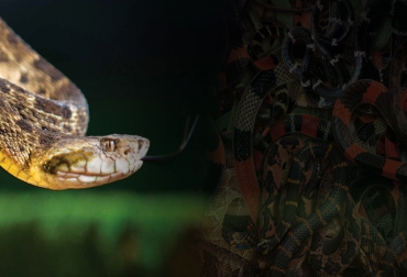 Los accidentes con este tipo de reptiles es cada vez más usual en los predios ganaderos. Una buena noticia para los ganaderos es que TVGAN dispone de todos los sueros contra las picaduras de serpientes. Foto: ins.gov.co Ganadería, ganadería colombia, noticias ganaderas, noticias ganaderas colombia, CONtexto ganadero, accidentes ofídicos en ganadería, mordedura de serpientes, mordedura de serpientes al ganado, qué hacer cuando una serpiente muerde al ganado, suero ofídico, suero ofídico ganadería, accidentes ofídicos con ganaderos