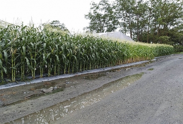 La precocidad en los cultivos se determinó con indicadores dados por la FAO a nivel mundial. Foto: Enrique Alejandro Torres – Agencia de Noticias UN. CONtexto ganadero, ganaderos colombia, noticias ganaderas colombia, cultivos, cultivos precoces, precocidad, cultivos precoces variación climática, agencia de noticias UN,