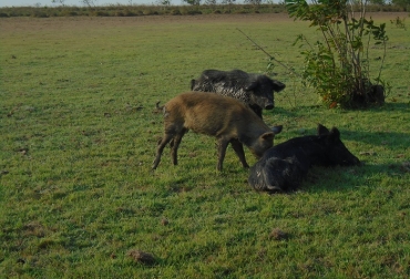 El cerdo criollo sabanero es un animal que ha sobrevivido casi que en forma silvestre. Foto: UCC. Ganadería, ganadería colombia, noticias ganaderas, noticias ganaderas colombia, CONtexto ganadero, cerdo criollo, cerdo criollo de los llanos orientales, ventajas del cerdo criollo, origen del cerdo criollo, cerdo sabanero, arcesio salamanca