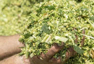 Uno de los primeros aspectos que se deben tener en cuenta a la hora de pensar en un silo es si se va sembrar maíz o sorgo, teniendo en cuenta las condiciones del ambiente y los requerimientos del animal. Foto: alltechspain.blogspot.com Silos, ensilaje, maíz, sorgo, cultivo, cobertura, forraje, carne, leche, calidad nutritiva, fermentación, proceso bioquímico, aporte energético, materia seca, variedad, materiales, descomposición, Ganadería, ganadería colombia, noticias ganaderas colombia, CONtexto ganadero