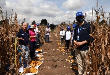 Gracias a una alianza entre Agrosavia, Ciat y CIMMYT se viene trabajando en maíz para el trópico alto con un alto potencial para forrajes. Foto: Agrosavia.co maíz, Agrosavia, CIAT, Cimmyt, Producción, rendimiento, forraje, investigación, resultados, convenio, Cooperación, materiales, agricultores, ganaderos, variedades, trópico alto, Ganadería, ganadería colombia, noticias ganaderas colombia y contexto ganadero
