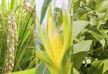 Para renovar praderas, se pueden hacer asociaciones con cultivos como arroz, maíz o soya. Foto: agriculturers.com - milenio.com - agriculture.basf.com Renovar praderas con cultivos, renovar praderas arroz, renovar praderas maíz, renovar praderas soya, Renovar praderas, recuperar praderas, Praderas, recuperación de praderas, renovación de praderas, fedegan, Sena, Agrosavia, cómo renovar praderas, ganaderos, ganaderos colombia, ganado, bovinos, ganado bovino, Ganadería, ganadería colombia, noticias ganaderas, noticias ganaderas colombia, CONtexto ganadero, contextoganadero
