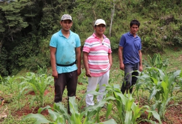 En el departamento se siembran 21 000 hectáreas de maíz. Foto: Gobernación del Valle. Ganadería, ganadería colombia, noticias ganaderas, noticias ganaderas colombia, CONtexto ganadero, maíz, maíz valle del cauca, producción de maíz, siembra de maíz, siembra de maíz en colombia, Colombia Siembra, Gobernación del Valle del Cauca, Valle del Cauca