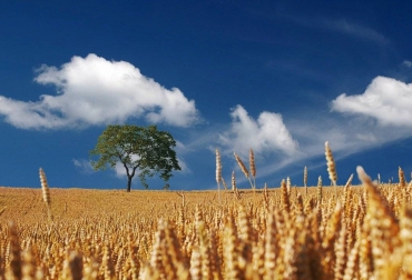 Hay mucho interés en desarrollar prácticas sostenibles que permitan aumentar la producción de los campos de cultivo. Foto: Pixibay. Ganadería, ganadería colombia, noticias ganaderas, noticias ganaderas colombia, CONtexto ganadero, cereales, proceso de cereales, duración cereales, cuidado cereales, tratamiento de cereales, agencia sinc