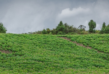 Conozca algunas medidas para proteger sus cultivos de las heladas. Foto: MinAgricultura. Ganadería, ganadería colombia, noticias ganaderas, noticias ganaderas colombia, CONtexto ganadero, Heladas, heladas en Colombia, prevenir las heladas, recomendaciones para prevenir las heladas, heladas 2021, IDEAM, Fenómeno de la Niña, clima, clima colombia