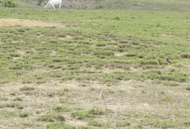 Las labores de fertilización y labranza dependen si se trata de recuperar la pradera o de renovarla. Foto: engormix.com fertilización, labranza, fertilización pradera degradada, labranza pradera degradada, Praderas, pastos, degradación praderas, plagas, ataque de plagas, pastoreo, sistema de pastoreo, planta, fertilizantes, fertilizar, herbicida, suelo, terreno, compactación suelo, Agua, malezas, forraje, causa degradación praderas, ganaderos, ganaderos colombia, ganado, bovinos, ganado bovino, Ganadería, ganadería colombia, noticias ganaderas, noticias ganaderas colombia, CONtexto ganadero, contextoganadero