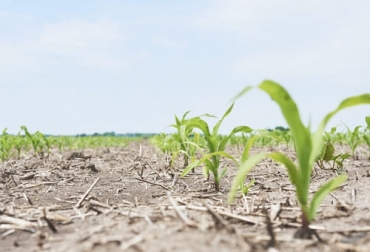 Los cultivadores de maíz de Tolima y Huila, entre los que hay ganaderos, ya tienen las fechas establecidas por el ICA para sembrar el cereal. Foto: freepik.es/standret maíz, sorgo, registro, agricultores, comercializadores, Huila, Tolima, plagas, enfermedades, semilla certificada, ICA, inocuidad, sanidad, productividad, riesgos fitosanitarios, producción agropecuaria, Ganadería, ganadería colombia, noticias ganaderas colombia, CONtexto ganadero