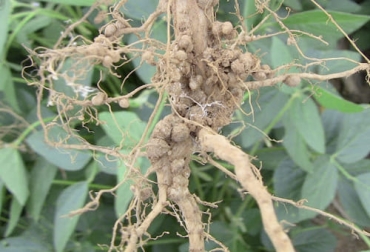La inoculación de las leguminosas ayuda a que estas fijen nitrógeno, con lo cual el productor se ahorra costos en fertilizantes nitrogenados. Foto: agritotal.com Inoculación de leguminosas, leguminosas bacterias, inocular leguminosas, para que sirve inocular leguminosas, leguminosas en ganadería, inoculación leguminosas ganadería, inoculación, bacterias, rizobios, efectos de la inoculación, bacterias para mejorar rendimiento del forraje, ganaderos, ganaderos colombia, ganado, bovinos, ganado bovino, Ganadería, ganadería colombia, noticias ganaderas, noticias ganaderas colombia, CONtexto ganadero, contextoganadero