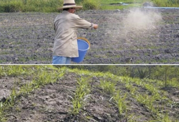 En la foto se pueden ver los dos métodos más empleados para la siembra: al voleo (arriba) o en surco (abajo). Foto: temaspastos.weebly.com Métodos siembra de pastos, Sembrar pastura exitosa, siembra exitosa de pasto, sembrar pastos, cómo sembrar pastos para garantizar siembra exitosa, claves pastura exitosa, recomendaciones pastura exitosa, sobrefertilización, suministro de agua, factor climático, condiciones del suelo, siembra de pasturas exitosa en Colombia, ganaderos, ganaderos colombia, ganado, bovinos, ganado bovino, Ganadería, ganadería colombia, noticias ganaderas, noticias ganaderas colombia, CONtexto ganadero, contextoganadero
