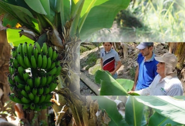 Agroclima es una herramienta que permite pronosticar el fenómeno del Niño para disminuir el contagio de Sigatoka Negra en los cultivos de banano. Foto: Cortesía Colombiano ganador Agrostart 2020, Sigatoka Negra, aplicaciones digitales agricultura, Ganador Agrostart 2020, Basf agrostart, Basf agrostart Colombia, agrostart 2020, agrostart 2020 Colombia, Plataforma AgroStart, Convocatoria AgroStart, Tecnología sector agropecuario, Startups sector agropecuario, startups sector agrícola, AgroStart Colombia, ganaderos, ganaderos colombia, ganado, vacas, vacas Colombia, bovinos, ganado bovino, Ganadería, ganadería colombia, noticias ganaderas, noticias ganaderas colombia,