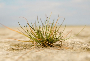 La investigación evidenció que las plantas que producen una gran cantidad de GABA reducen cuánto se abren sus poros, por lo que respiran menos y reducen la pérdida de agua. Foto: iagua.es Ganadería, ganadería colombia, noticias ganaderas, noticias ganaderas colombia, CONtexto ganadero, estrés plantas, plantas, gaba, ácido gamma-aminobutírico, Centro de Excelencia en Biología Energética Vegetal del Australian Research Council, Rainer Hedrich de la Universidad de Würzburg