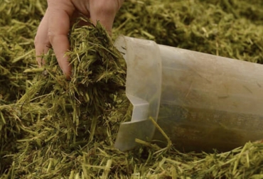 La toma de la muestra del forraje es el primer aspecto más importante a tener en cuenta para realizar un adecuado análisis. Foto: alltechspain.blogspot.com análisis forrajes, análisis bromatológico, análisis de pastos, aprovechar análisis de forrajes, interpretar análisis de forrajes, el análisis de los alimentos vacas lecheras, pastos ganadería, muestras de pastos, muestras de forrajes, tecnologías análisis forrajes, ganaderos, ganaderos colombia, ganado, vacas, vacas Colombia, bovinos, Ganadería, ganadería colombia, noticias ganaderas, noticias ganaderas colombia, CONtexto ganadero, contextoganadero