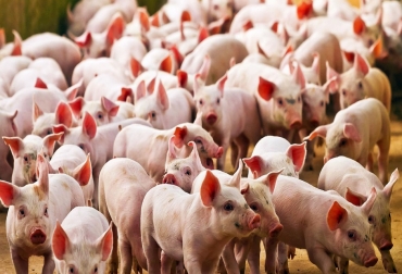 Las buenas prácticas en producción porcina también incluyen el bienestar animal y el uso responsable de antimicrobianos. Foto: actualidadporcina.com Ganadería, ganadería colombia, noticias ganaderas, noticias ganaderas colombia, CONtexto ganadero, bioseguridad, bioseguridad porcina, porkcolombia, bioseguridad porkcolombia, porcinos, Programa de bioseguridad ha vinculado 177 granjas porcinas, Circovirus Porcino, PCV, Síndrome Respiratorio y Reproductivo, Prrs, Influenza Porcina, SIV, Diarrea Viral Epidémica, PED, producción porcícola, Genética, nutrición, programas de manejo zootécnico, Bienestar Animal