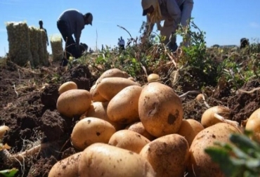 El proyecto logró obtener predicciones con un algoritmo de precisión de hasta un 90 %. Foto: UPB. ganadería, ganadería colombia, noticias ganaderas, noticias ganaderas colombia, contexto ganadero, When2Farm, siembra de un producto agrícola, Sistema de Información para la Planificación Rural Agropecuaria, Unidad de Planificación Rural Agropecuaria, Instituto de Hidrología Meteorología y Estudios Ambientales, Julián Miranda Calle, UPB sede Bucaramanga,