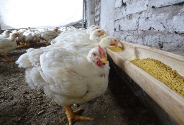 Los animales tratados con las tres especies ayudaron a mejorar el crecimiento de la molleja, el proventrículo, el páncreas y el intestino delgado. Foto: Archivo Unimedios. Ganadería, ganadería colombia, noticias ganaderas, noticias ganaderas colombia, CONtexto ganadero, medicina natural para animales, tratamientos naturales para animales, tratamientos naturales para aves, agencia de noticias UN