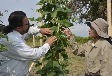 La tecnología trasgénica se puede usar para mejoras nutricionales, para enriquecer plantas con antioxidantes, pero también para que los alimentos tarden más en pudrirse. Foto: Helmuth Ceballos - Unimedios Palmira. Ganadería, ganadería colombia, noticias ganaderas, noticias ganaderas colombia, CONtexto ganadero, transgénicos, transgénicos en colombia, uso de transgénicos, transgenicos agricultura sostenible, Agro-Bio, agro-bio colombia, agencia de noticias UN