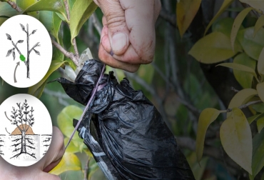 El sistema consiste en hacer un corte en el tallo ya enraizado se corta de la planta madre para convertirse en una nueva planta que crece sobre su propio sistema radical. Foto: lanacion.com.ar Ganadería, ganadería colombia, noticias ganaderas, noticias ganaderas colombia, CONtexto ganadero, acodo, tipos de acodo, para qué sirve el acodo, como hacer el acodo, acodo plantas, aumentar producción de plantas, carlos luis boschi, ventajas del acodo, cultivos que se pueden propagar con el acodo