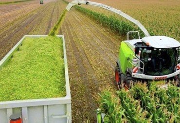 A la hora de sembrar el maíz, se deben tener en cuenta sus requerimientos térmicos y de agua para obtener un cultivo con buen rendimiento y alta calidad nutricional. Foto: zoovetesmipasion.com Requerimientos del cultivo de maíz, cultivo de maíz, maíz para ensilaje, maíz ensilaje ganadería, maíz en colombia, rendimientos del cultivo de maíz, claves para un buen cultivo de maíz, aspectos a tener en cuenta a la hora de sembrar maíz, ganado bovino, ganadería bovina, ganaderos, ganaderos colombia, ganado, vacas, vacas Colombia, bovinos, Ganadería, ganadería colombia, noticias ganaderas, noticias ganaderas colombia, CONtexto ganadero, contextoganadero