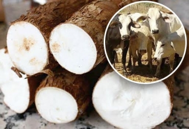 La yuca es una alternativa para complementar la alimentación del ganado pero es importante conocer cómo se debe sembrar y cosechar para que tenga los resultados esperados. Foto: Maravilla Stereo - Zona Cero yuca, alimentación, nutrientes, procesamiento, costos, almacenamiento, toxicidad, manejo, raíces, forraje, proteínas, tallos, hojas, carbohidratos, energia, almidón, fibra, pigmentantes, rumiantes, rebrote, crecimiento, planta, ensilaje, secado, tracto digestivo, humedad, Ganadería, ganadería colombia, noticias ganaderas colombia, CONtexto ganadero